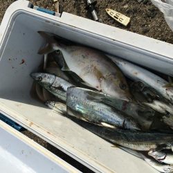 青物初心者でも♪