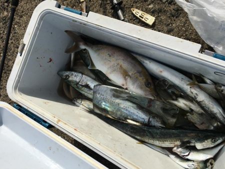 青物初心者でも♪