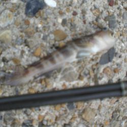 台風・雨後、ガシラがいない