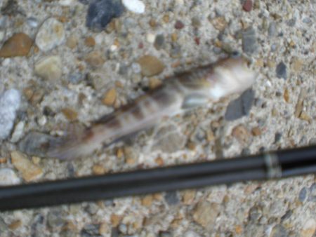 台風・雨後、ガシラがいない