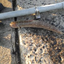 異常発生太刀魚？