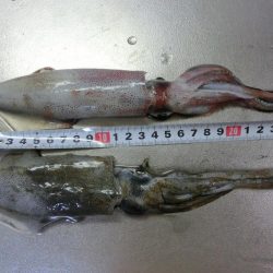 アオリイカ来たー‼