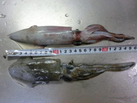 アオリイカ来たー‼