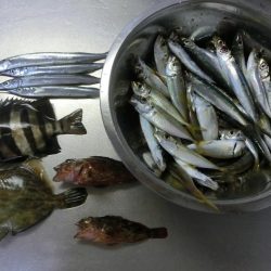 ウマヅラハギの群れが