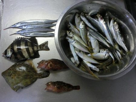 ウマヅラハギの群れが