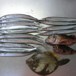 エンピツサヨリが掛かってます