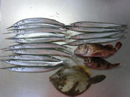 エンピツサヨリが掛かってます