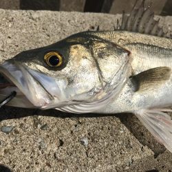 今年初シーバス