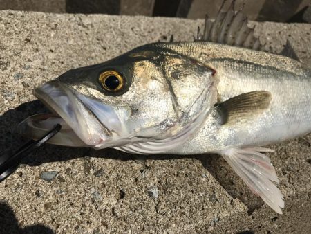 今年初シーバス