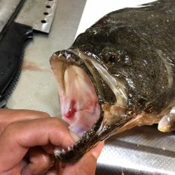 マゴチ狙いのはずが