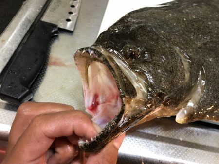 マゴチ狙いのはずが