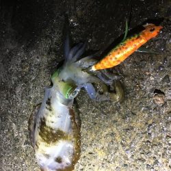 今日しかない・・・