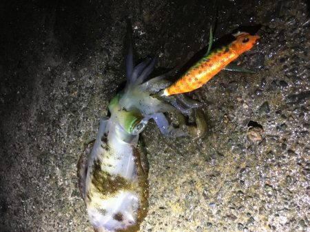 今日しかない・・・