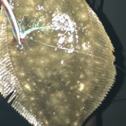 マゴチ60オーバー