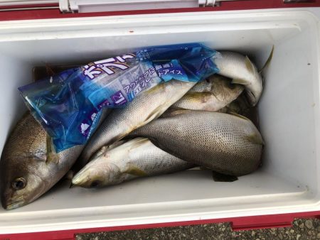 フィッシング隼さんカセ釣りにて