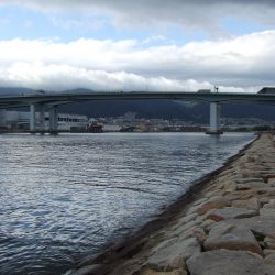 サヨリのついでにサゴシも?