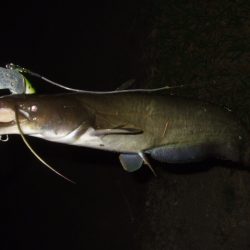 8月最後のナマズ