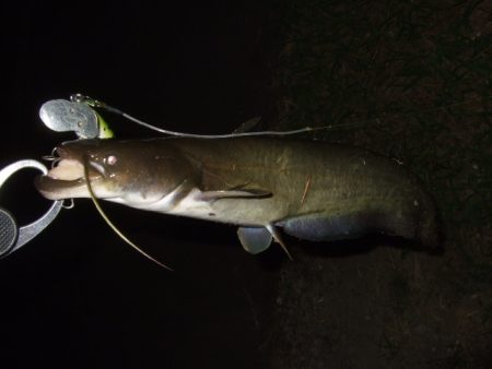 8月最後のナマズ