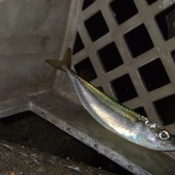 ベイトは多いもののアタリは少ない