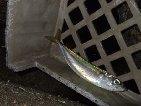 ベイトは多いもののアタリは少ない