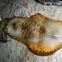 アジがだめでイカ