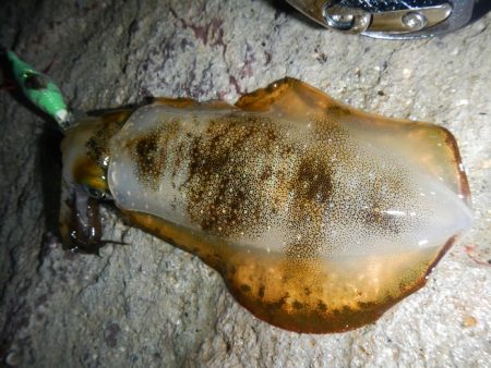 アジがだめでイカ