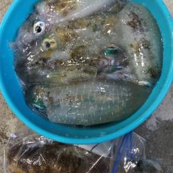 午後からエギング