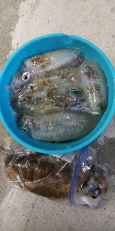 午後からエギング