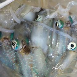 今朝のエギング釣果