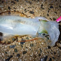 仕事終わりエギング