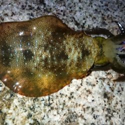 ２日連続朝マズメエギング