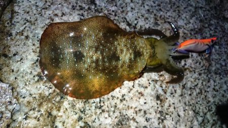 ２日連続朝マズメエギング