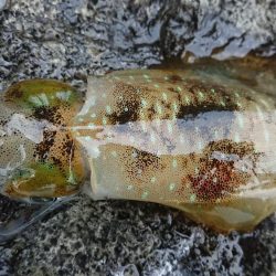 夕マズメエギング