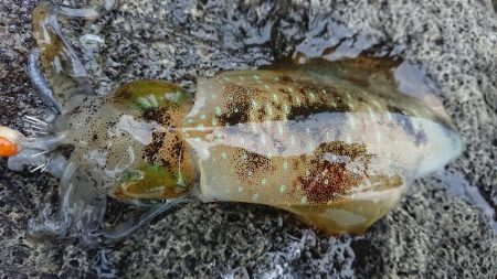 夕マズメエギング