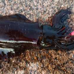 仕事終わりに出撃