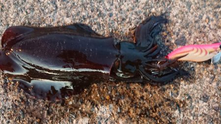 仕事終わりに出撃