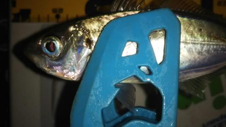 久々のアジング