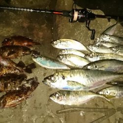 尺~越えてたよアジング