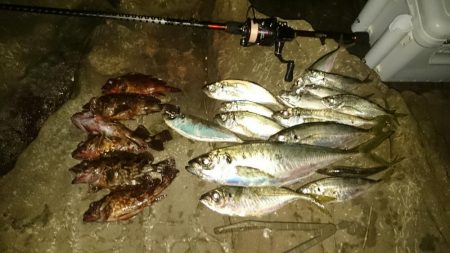 尺～越えてたよアジング