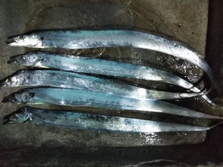 沼島でライトゲーム&ワインド太刀魚…