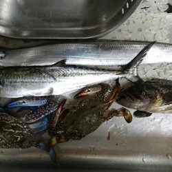 サゴシがミノーで。泳がせには思わぬ獲物が！