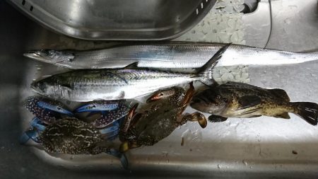 サゴシがミノーで。泳がせには思わぬ獲物が！