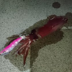 敦賀秋イカ開幕