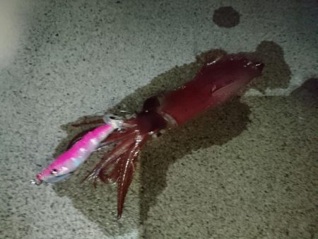 敦賀秋イカ開幕