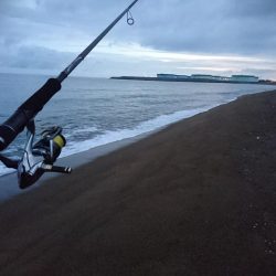 サーフで小型青物GET