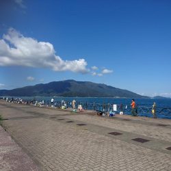 イカと根魚と私