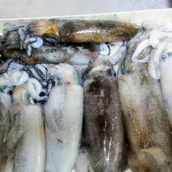 日本海エギング