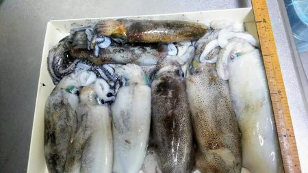 日本海エギング