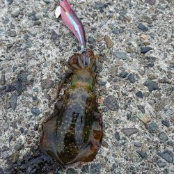 今日も濁りとウネリの中