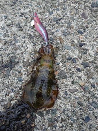 今日も濁りとウネリの中